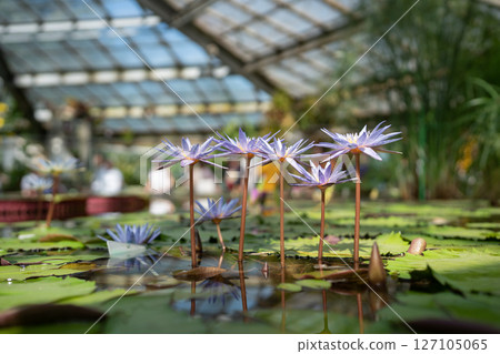 Tropical glasshouse with pond water lilies and blooming lotuses Tropical glasshouse with pond water lilies and blooming lotuses 127105065