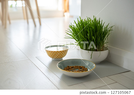 Bowls with cat food and water for pet on the floor at home. Dog fresh green grass in white bowl Bowls with cat food and water for pet on the floor at home. Dog fresh green grass in white bowl 127105067