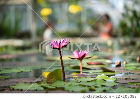 Tropical glasshouse with pond water lilies and blooming lotuses 127105082