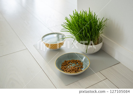Bowls with cat food and water for pet on the floor at home. Dog fresh green grass in white bowl Bowls with cat food and water for pet on the floor at home. Dog fresh green grass in white bowl 127105084