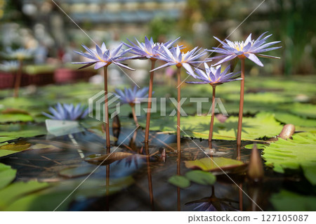 Tropical glasshouse with pond water lilies and blooming lotuses 127105087