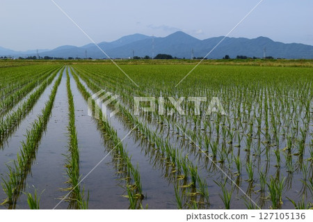 Paddy field 2 weeks after rice planting Paddy field 2 weeks after rice planting 127105136