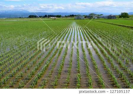 Paddy field 2 weeks after rice planting Paddy field 2 weeks after rice planting 127105137