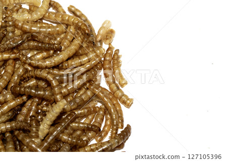 Close up of dried mealworms birdfood on a white background Close up of dried mealworms birdfood on a white background 127105396