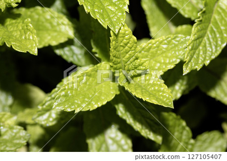 Close up of fresh wild mint growing on a plant 127105407