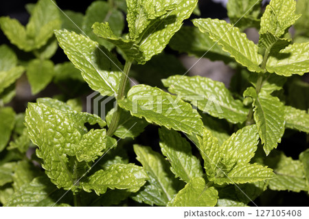 Close up of fresh wild mint growing on a plant Close up of fresh wild mint growing on a plant 127105408