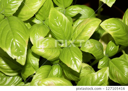 Close up of fresh basil leaves and plant Close up of fresh basil leaves and plant 127105416