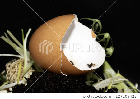 close up of a cracked broken egg on a compost patch being recycled close up of a cracked broken egg on a compost patch being recycled 127105422