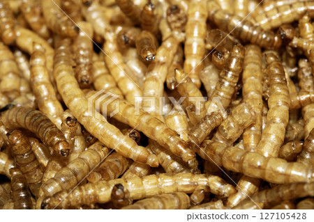 Close up of dried mealworms birdfood on a white background Close up of dried mealworms birdfood on a white background 127105428