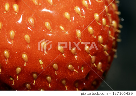 Close up of a fresh growing strawberry showing the seeds in the red skin Close up of a fresh growing strawberry showing the seeds in the red skin 127105429