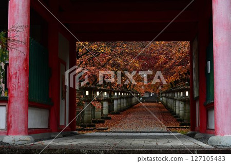 高山寺的秋葉 高山寺的秋葉 127105483