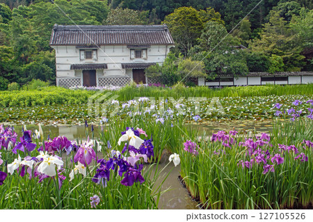Kamo Iris Garden in early summer with irises in full bloom 127105526