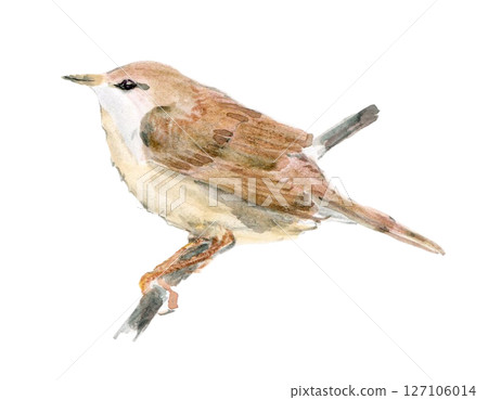 一隻面向左側的日本灌木鶯 一隻面向左側的日本灌木鶯 127106014