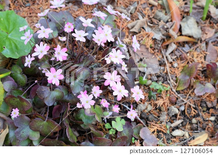 Cute Hemerocallis maximowicziana flowers in full bloom Cute Hemerocallis maximowicziana flowers in full bloom 127106054