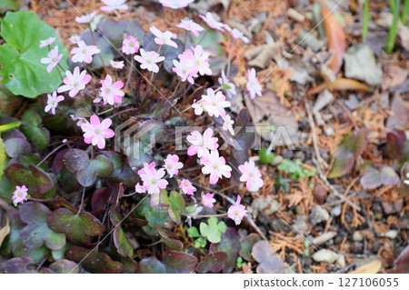 Cute Hemerocallis maximowicziana flowers in full bloom 127106055