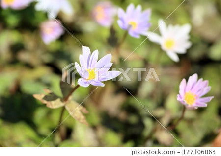清新的雪花蓮銀蓮花簇 清新的雪花蓮銀蓮花簇 127106063