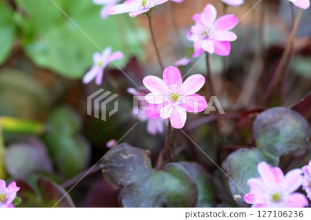 盛開的可愛萱草 127106236
