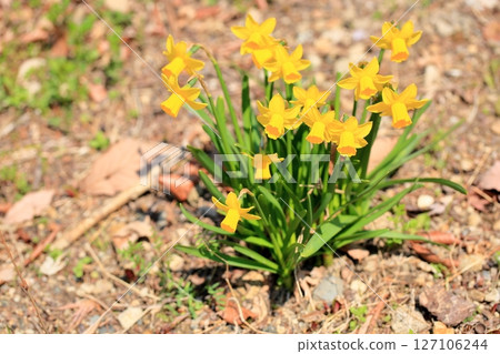 Small daffodil flower Tita Tita Small daffodil flower Tita Tita 127106244