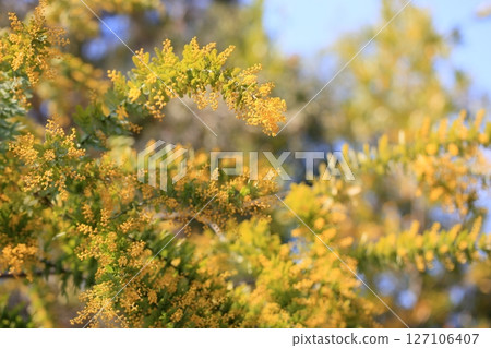 Acacia flowers starting to bloom 127106407