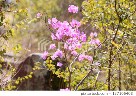 Beautiful Ezomurasaki Azalea flowers 127106408