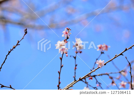 鮮花 127106411