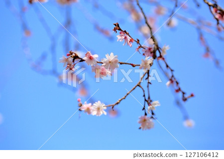 鮮花 127106412