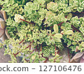 Sedum (succulent plant) stock photo 127106476