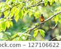 翠鳥棲息在樹枝上 127106622