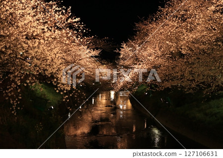夜晚的櫻花 夜晚的櫻花 127106631