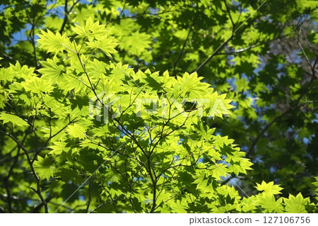 楓樹的嫩葉沐浴在陽光下 127106756