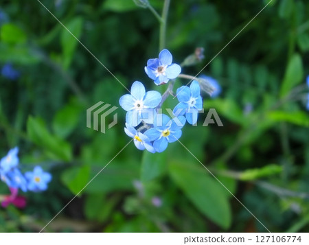 Waslenagsa 127106774