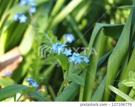 Waslenagsa Waslenagsa 127106776