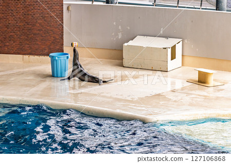 海獅表演 | 海峽館 127106868