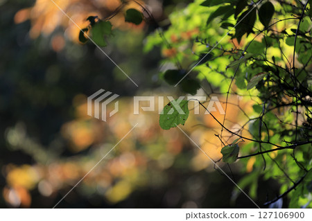 秋季森林風光:綠葉和紅葉 秋季森林風光:綠葉和紅葉 127106900