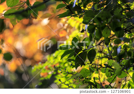秋季森林風光:綠葉和紅葉 秋季森林風光:綠葉和紅葉 127106901