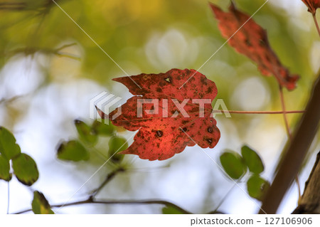 秋天的森林景色,紅葉,常春藤,陽光透過樹梢 秋天的森林景色,紅葉,常春藤,陽光透過樹梢 127106906