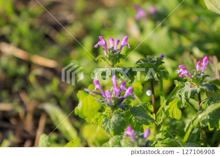 Wildflower Lamium amplexicaule blooming in autumn Wildflower Lamium amplexicaule blooming in autumn 127106908