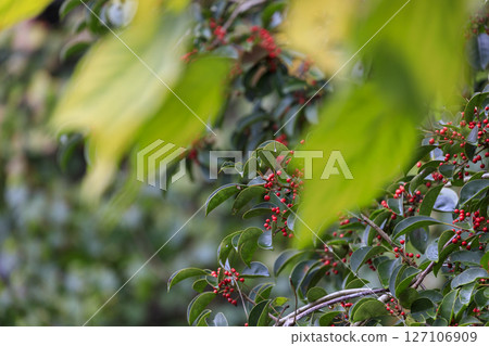 Autumn forest scenery with red berries and green leaves of Japanese silverleaf Autumn forest scenery with red berries and green leaves of Japanese silverleaf 127106909