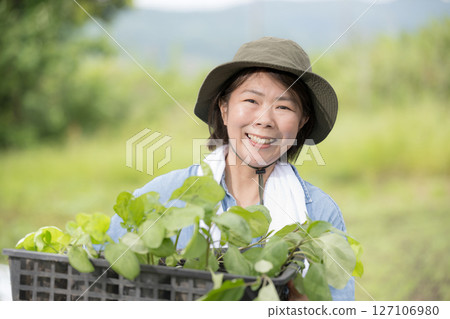 一名婦女在田裡種植茄子幼苗。農民或農業工人的形象。 127106980