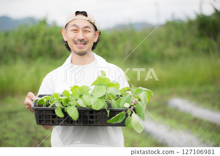 A bearded man planting eggplant seedlings in a field. Image of a farmer or agricultural worker. Looking at the camera. 127106981