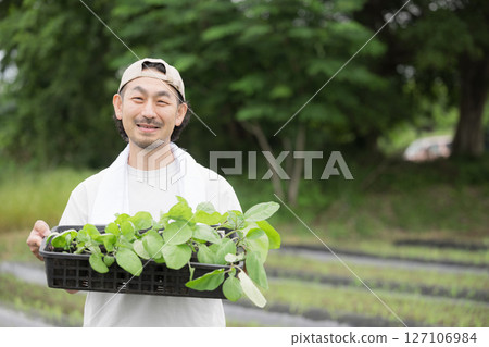 A bearded man planting eggplant seedlings in a field. Image of a farmer or agricultural worker. Looking at the camera. 127106984