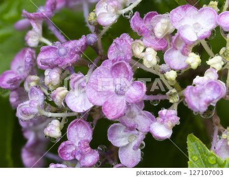 雨濕繡球的特寫 雨濕繡球的特寫 127107003