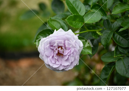 Rose "Blue Bajou" 127107077