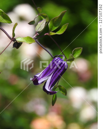 毛茛科鐵線蓮屬植物,向下開花 毛茛科鐵線蓮屬植物,向下開花 127107162
