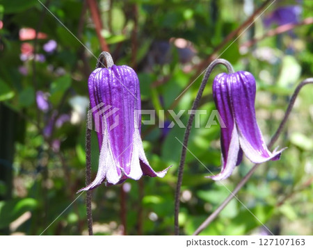 毛茛科鐵線蓮屬植物，向下開花 127107163