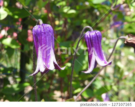 Clematis Roguchi, a Ranunculaceae plant that blooms downward Clematis Roguchi, a Ranunculaceae plant that blooms downward 127107165