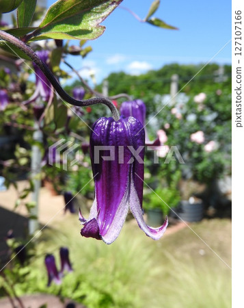 Clematis Roguchi, a Ranunculaceae plant that blooms downward 127107166