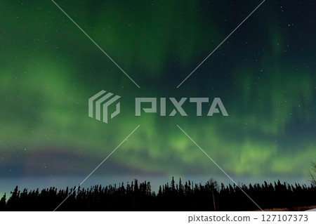 Aurora Borealis green lights Over the dark Forest. Aurora Borealis green lights Over the dark Forest. 127107373