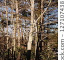 Mountain landscape with trees 127107438