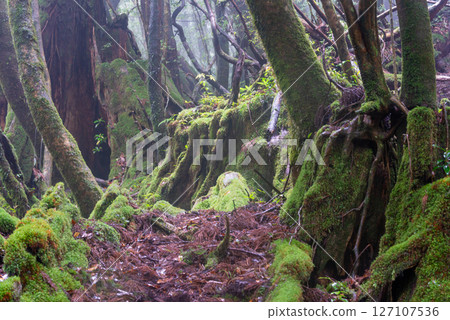 屋久島白谷雲水峽：陽光透過樹木和神靈的縫隙灑滿森林（6月） 127107536
